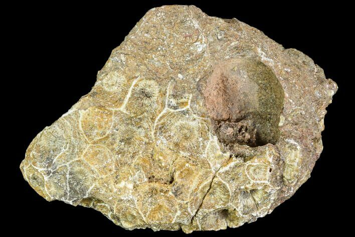 Rough Fossil Coral (Actinocyathus) Head - Morocco #105715